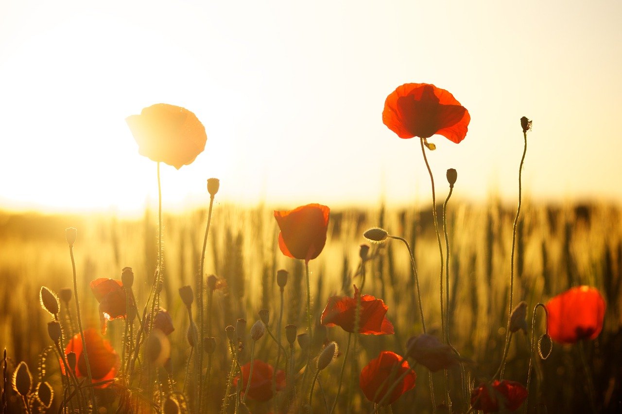 Mohnblumen Wiese