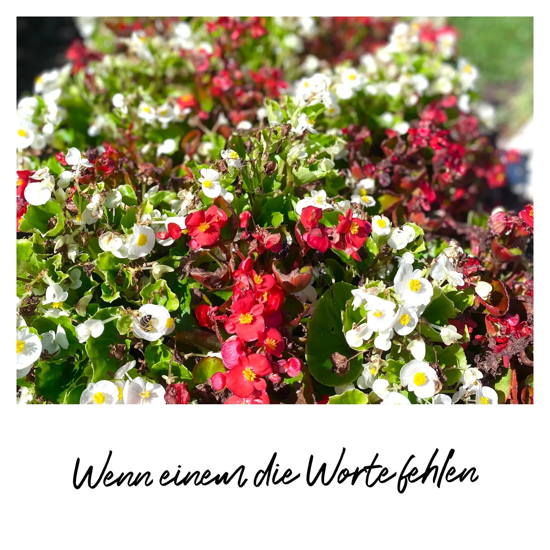 Weiße und rote Blumen auf einem Grab, üppig bepflanzt